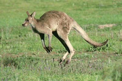 kangaroos on the move