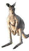 Image of a kangaroo