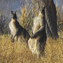 kangaroos from belconnen3
