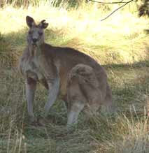 kangaroo from Belconnen