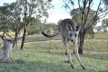 kangaroo on move6