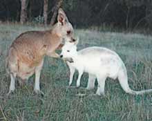  white kangaroo 6